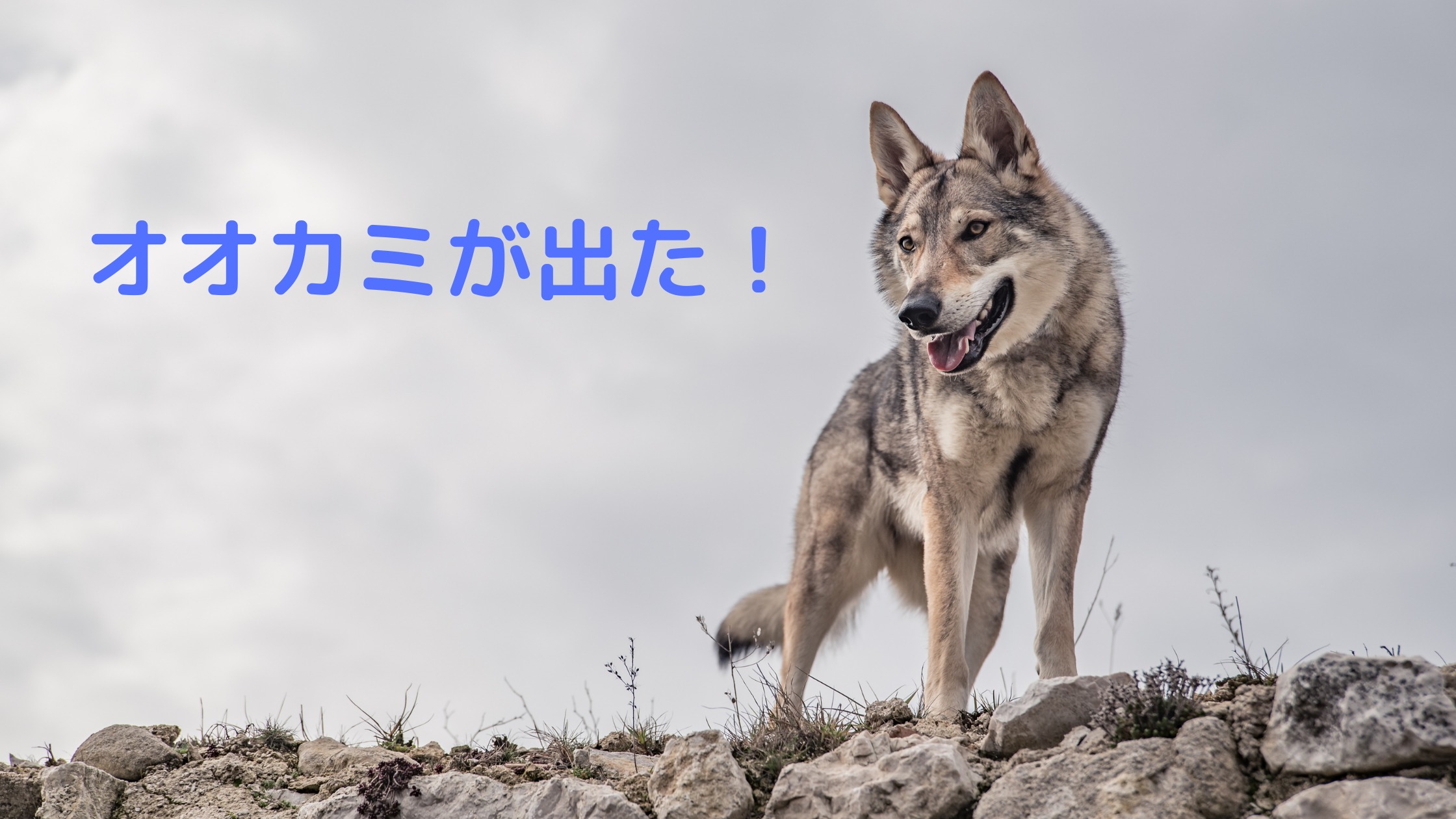 人生100年時代にオオカミ少年化する「老後の不安」 そのリスクと対策